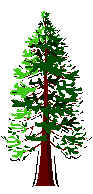 tree.jpg (6066 bytes)